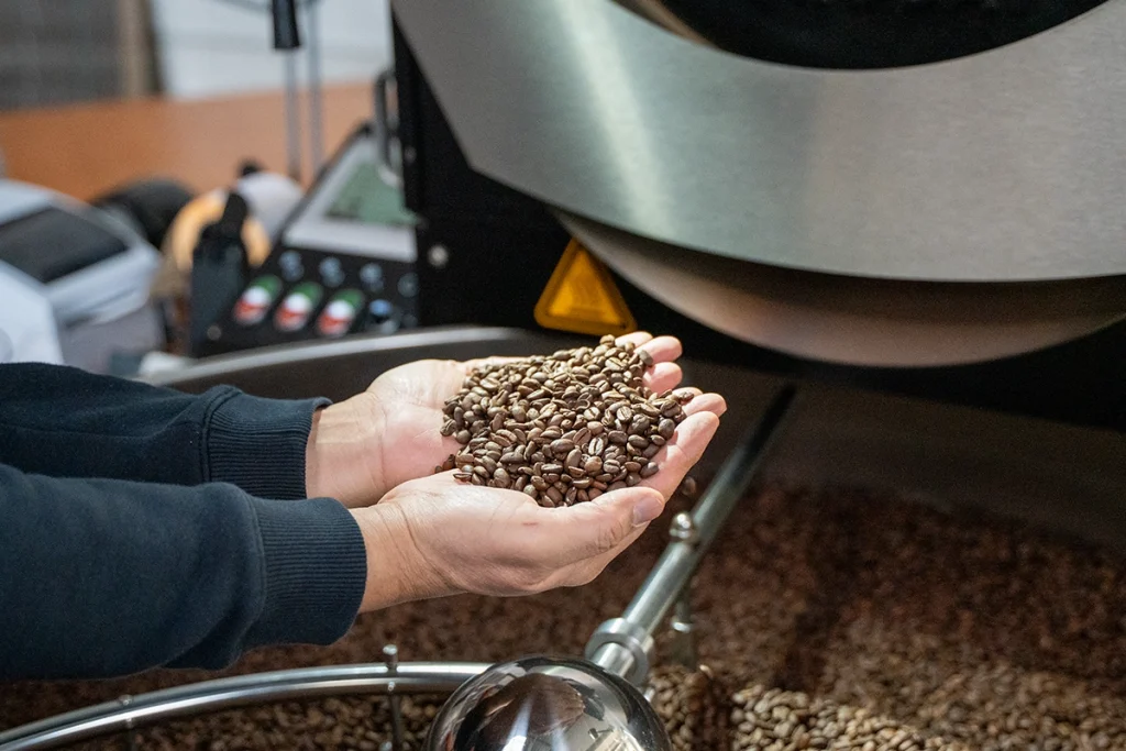 Handen die vers gebrande koffiebonen vasthouden bij een koffiebrander in de branderij van Lorando & Morini.