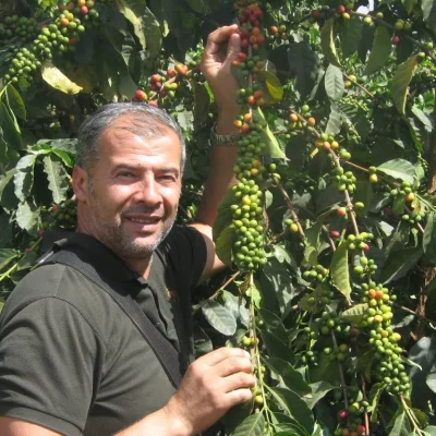 Rijpe en onrijpe koffiebessen groeien aan de takken van een koffieplant op een plantage.